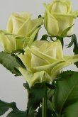 Green Tee Roses